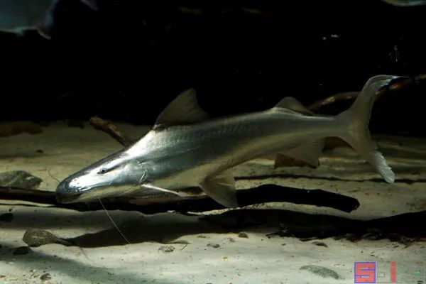 十大冷水觀賞魚_冷水觀賞魚有哪些品種_冷水觀賞魚哪個最好養(yǎng)最好看