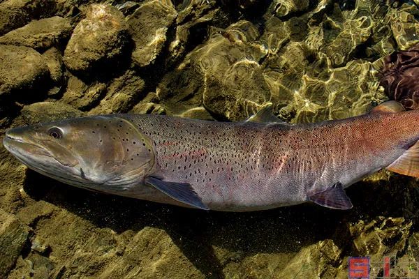 冷水觀賞魚哪個最好養(yǎng)最好看_冷水觀賞魚有哪些品種_十大冷水觀賞魚