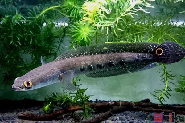 十大冷水觀賞魚_冷水觀賞魚有哪些品種_冷水觀賞魚哪個最好養(yǎng)最好看