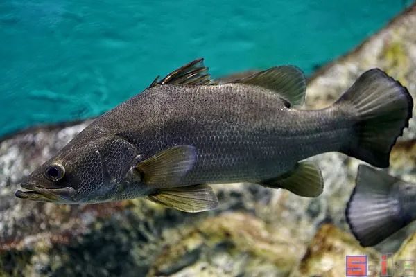 十大冷水觀賞魚_冷水觀賞魚哪個最好養(yǎng)最好看_冷水觀賞魚有哪些品種