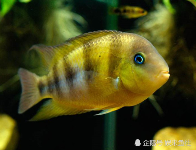 魚缸最好養的觀賞魚_觀賞魚缸養魚好不好_魚缸養殖觀賞魚應該注意哪些