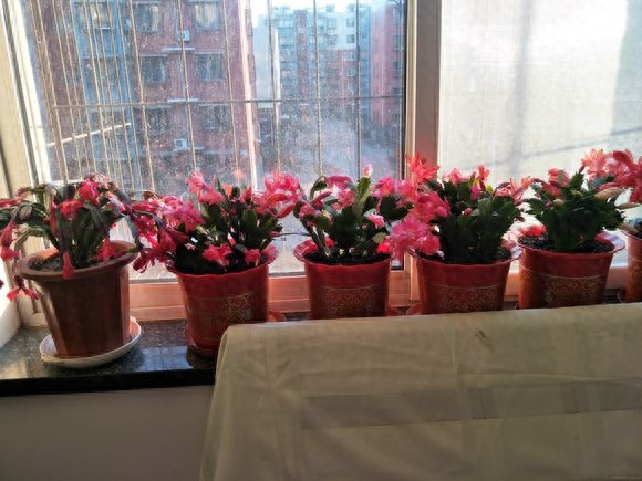 長壽花是多肉嗎_長壽花是多肉嗎_長壽花是多肉嗎