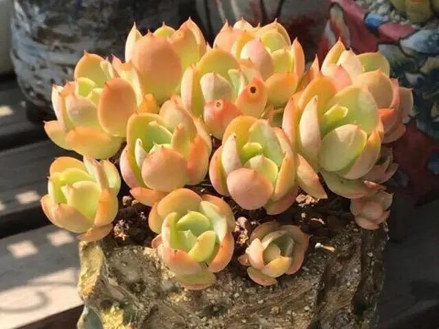 多肉碧桃養護不能按套路，注意這些才能養出果凍色，形狀像雞蛋