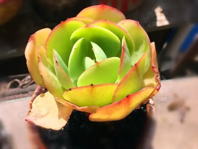 多肉植物碧桃好養(yǎng)嗎_多肉碧桃好養(yǎng)嗎_養(yǎng)多肉碧桃好不好