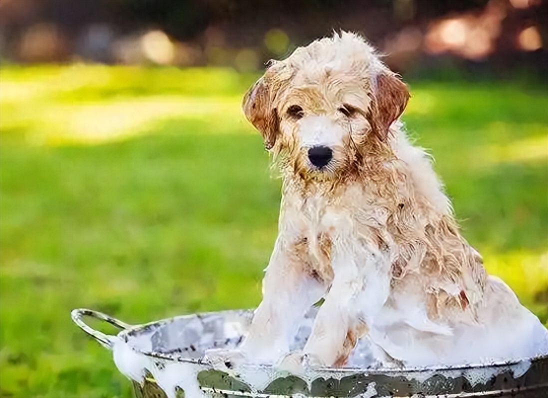 狗狗洗澡的正確方法_狗狗洗澡正確方法圖片_狗狗洗澡的流程圖