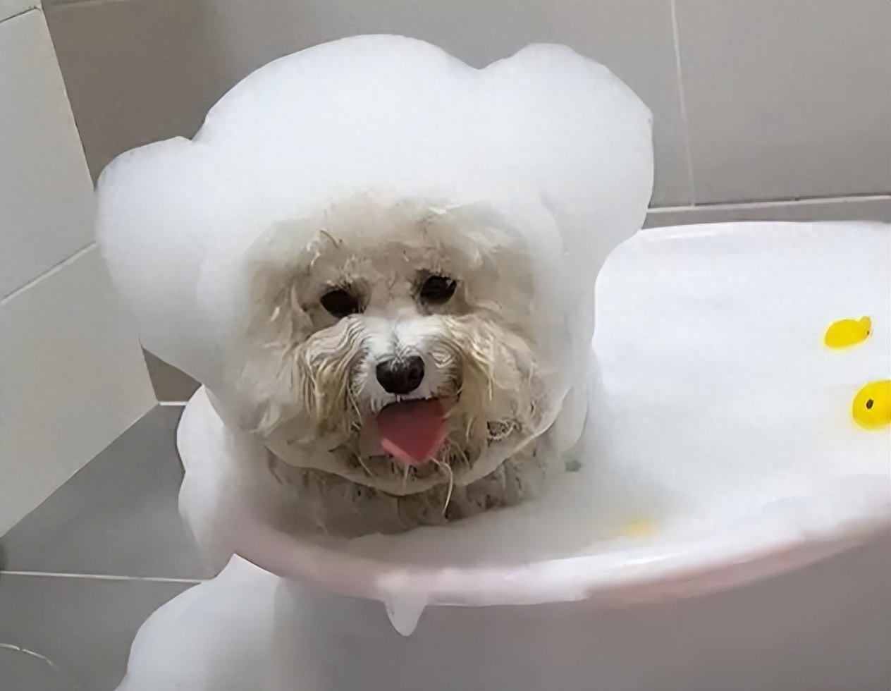 狗狗洗澡的正確方法_狗狗洗澡的流程圖_狗狗洗澡正確方法圖片