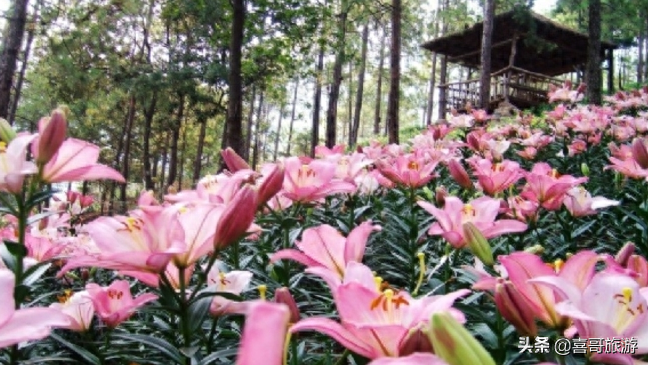 春節(jié)攀枝花自駕游攻略_攀枝花旅游攻略自駕游_攀枝花自駕一日游哪里好玩