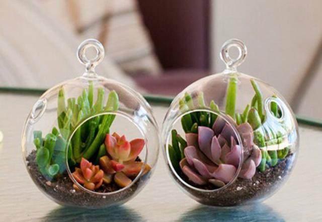 這才是多肉正確的澆水方法，難怪之前一直養不活，后悔知道晚了