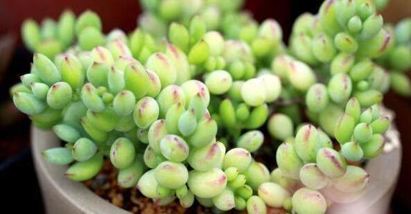 這才是多肉正確的澆水方法，難怪之前一直養不活，后悔知道晚了