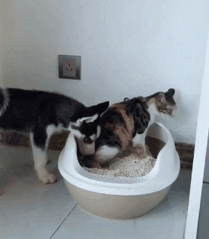 原因小狗屎拉吃是怎么回事_狗拉的屎自己吃了怎么回事_小狗吃自己拉的屎是什么原因