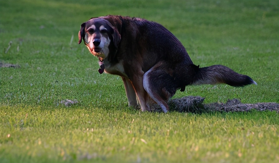 狗吃屎是為什么？狗狗吃屎要怎么辦？