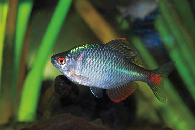 什么魚好養(yǎng)不容易死（幾種耐養(yǎng)觀賞魚引薦）