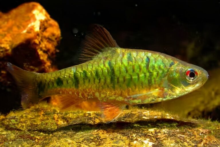 真想養魚不死魚？多年的親身實踐，只需這幾種觀賞魚能夠做到