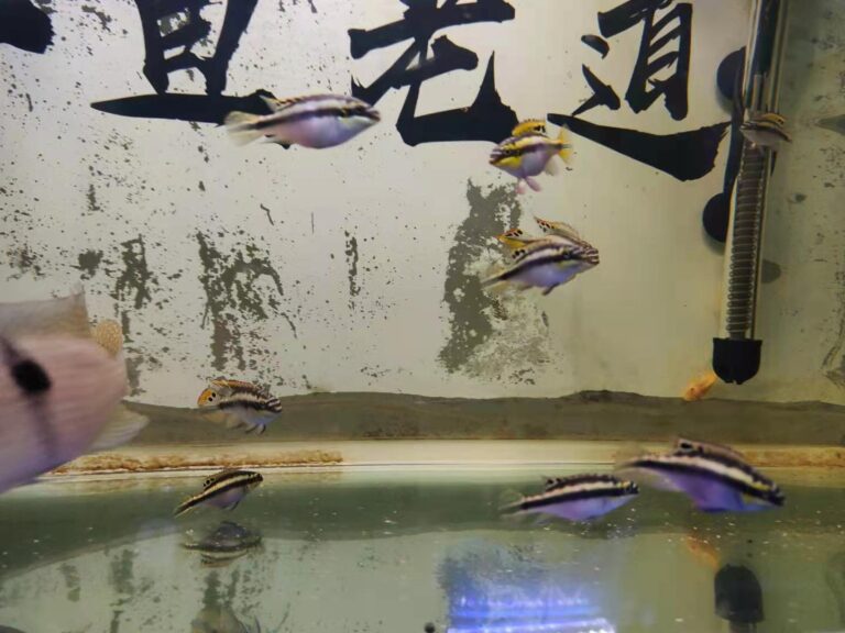 真想養魚不死魚？多年的親身實踐，只需這幾種觀賞魚能夠做到