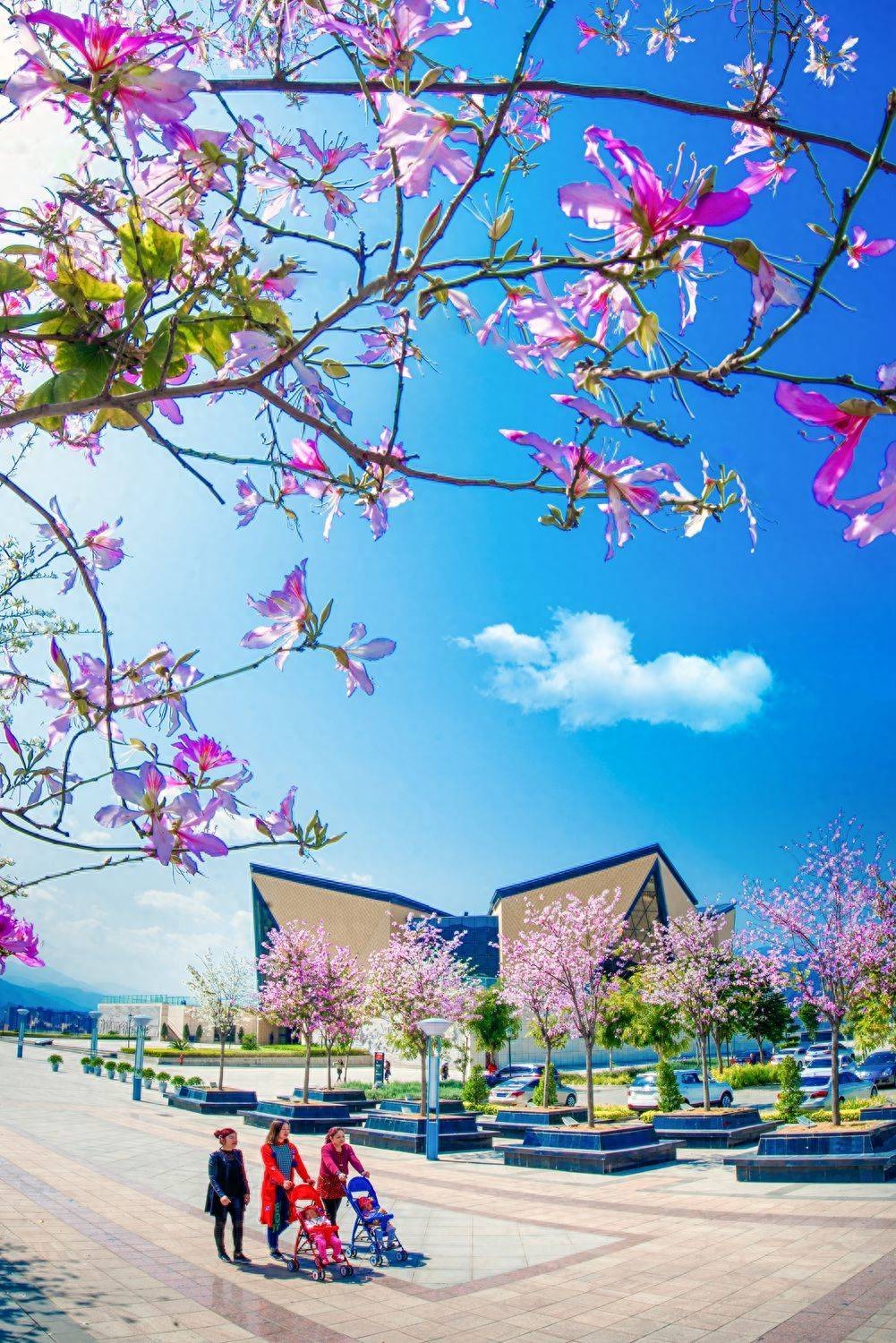 攀枝花自駕一日游哪里好玩_春節(jié)攀枝花自駕游攻略_攀枝花旅游攻略自駕游