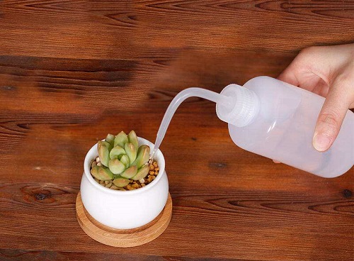 多肉澆水的正確方法 澆水注意事項(xiàng)