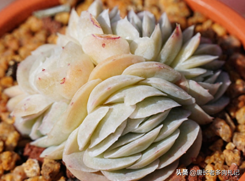 多肉露西娜 多肉西娜，能駕馭白色、橙色和紫色，還能變通透的月影系全能選手