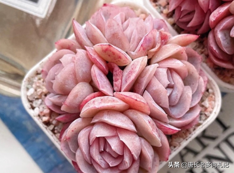 多肉露西娜的養(yǎng)殖方法_多肉露西娜_多肉植物露西娜