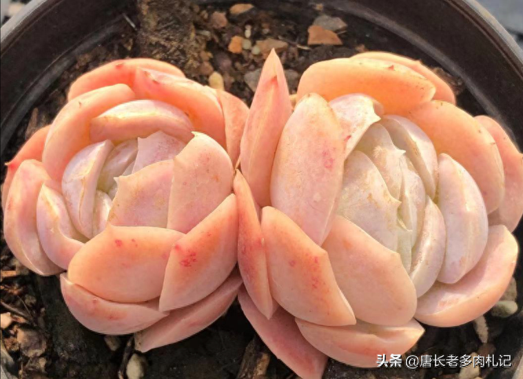 多肉露西娜的養(yǎng)殖方法_多肉植物露西娜_多肉露西娜