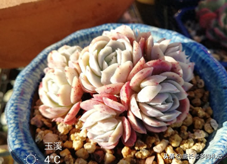 多肉露西娜的養(yǎng)殖方法_多肉露西娜_多肉植物露西娜