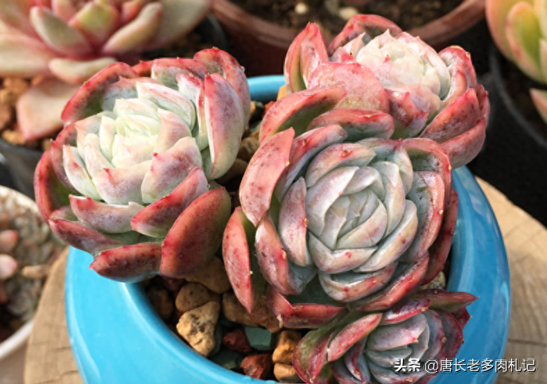 多肉露西娜的養(yǎng)殖方法_多肉植物露西娜_多肉露西娜