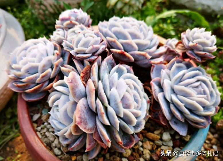 多肉露西娜_多肉露西娜的養(yǎng)殖方法_多肉植物露西娜