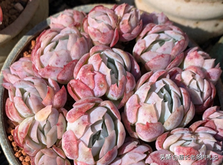 多肉植物露西娜_多肉露西娜的養(yǎng)殖方法_多肉露西娜