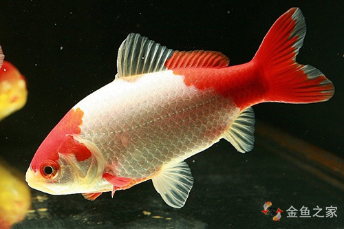 金魚的種類劃分以及品種
