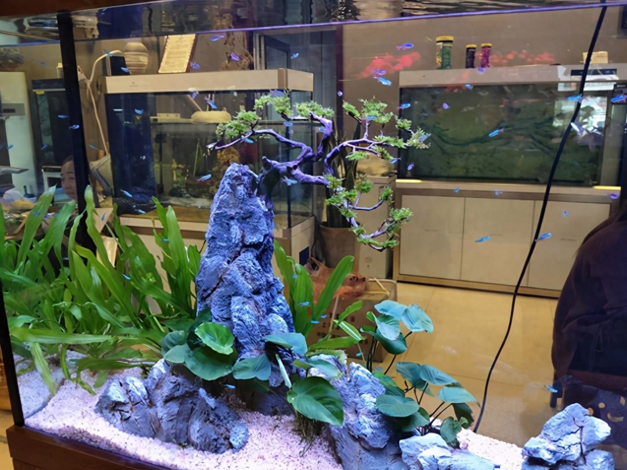 即使是魚店老板，也無法改變這些觀賞魚的死亡率，說多了都是淚