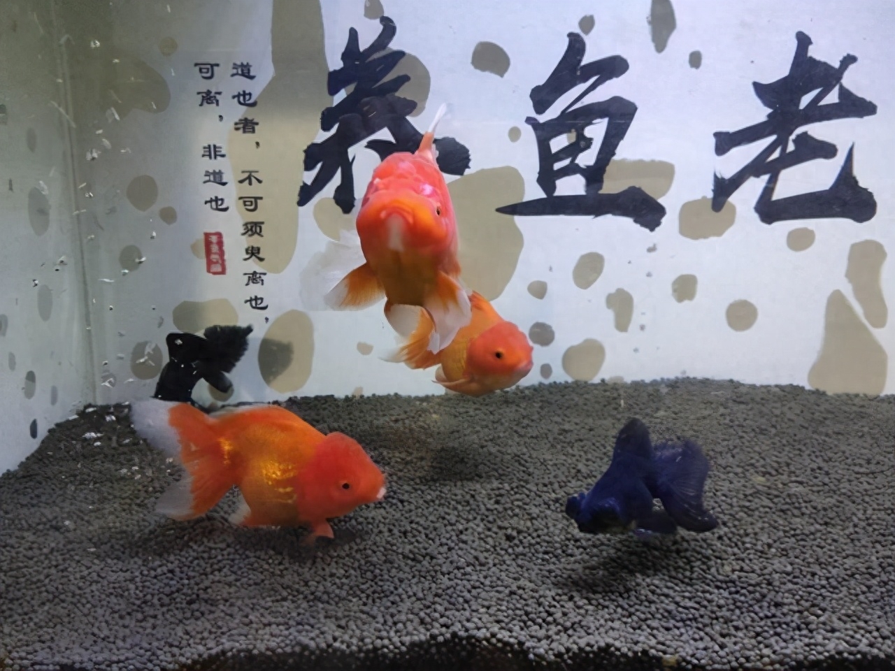 觀賞魚交易平臺app_觀賞魚交易平臺_觀賞魚交易平臺哪個好