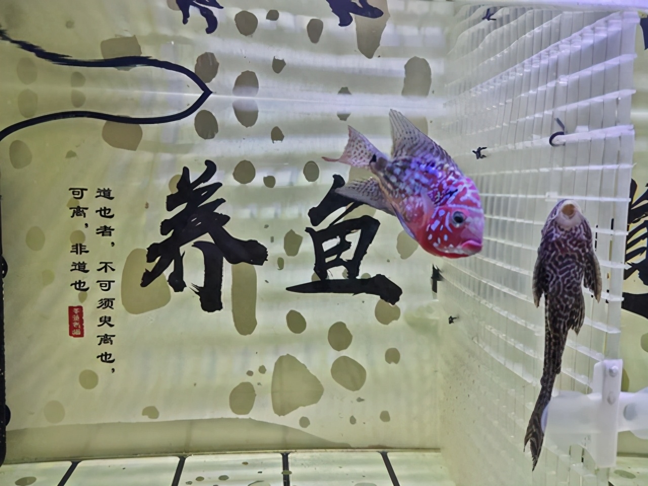 觀賞魚交易平臺哪個好_觀賞魚交易平臺_觀賞魚交易平臺app