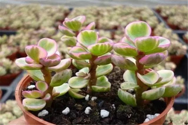 多肉雅樂之舞養護5妙招，學會了枝繁葉茂，一年四季粉粉嫩嫩