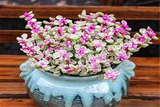 多肉雅樂之舞怎么養殖_多肉植物品種雅樂之舞_多肉雅樂之舞