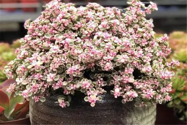 多肉雅樂之舞怎么養殖_多肉植物品種雅樂之舞_多肉雅樂之舞