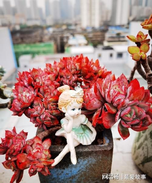 多肉綴化長得快嗎_多肉綴化養護_40種多肉綴化