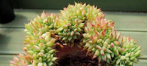 5種容易“綴化”的多肉，家里擺上幾盆，美成一道風景線！