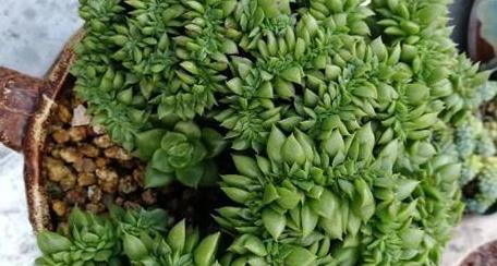 多肉綴化好嗎_多肉綴化養(yǎng)護_40種多肉綴化