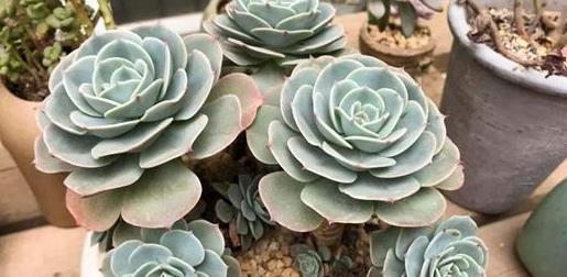 40種多肉綴化_多肉綴化養(yǎng)護_多肉綴化好嗎