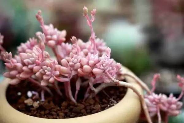 多肉姬秋麗怎么養爆盆_多肉姬秋麗的養殖方法_多肉姬秋麗