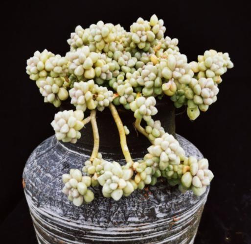 多肉姬秋麗_多肉姬秋麗_多肉姬秋麗