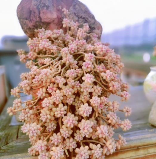 多肉姬秋麗_多肉姬秋麗_多肉姬秋麗