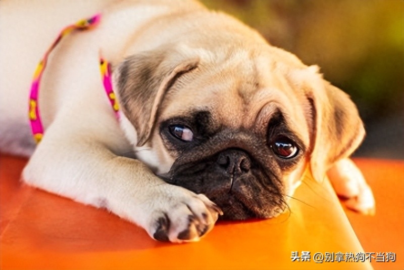 好脾氣的狗_脾氣有點狗是什么意思_十種脾氣最好的狗