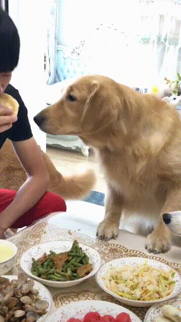 好脾氣的狗_十種脾氣最好的狗_脾氣好的狗有什么特征