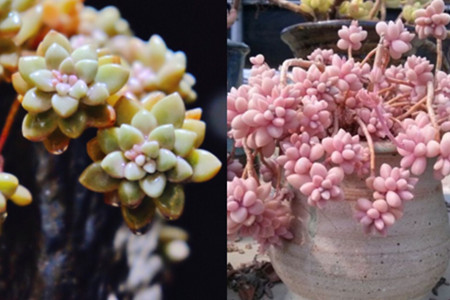 多肉秋姬麗怎么養_多肉姬秋麗_多肉姬秋麗好養嗎