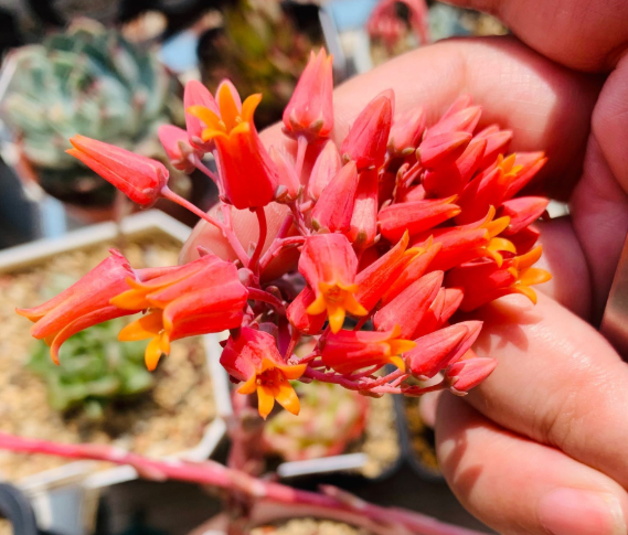 春季多肉開花時(shí)，不剪花箭，任其開花，既能賞花又能收獲種子