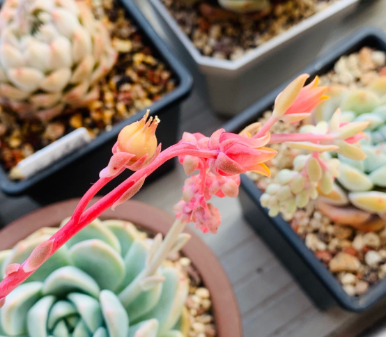 多肉開花剪掉后怎么處理_多肉開花剪下來可以種嗎_多肉開花需要剪掉嗎