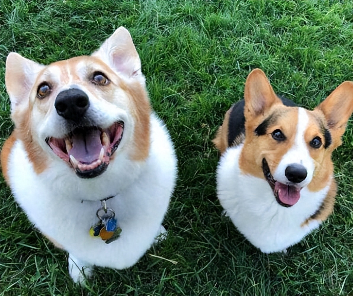 脾氣最好的7種狗狗排名_十種脾氣最好的狗_脾氣好的狗有什么特征