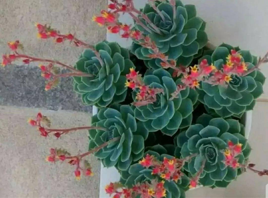多肉開花2只為開花不問結果，我的美麗我做主！你舍得剪花嗎？