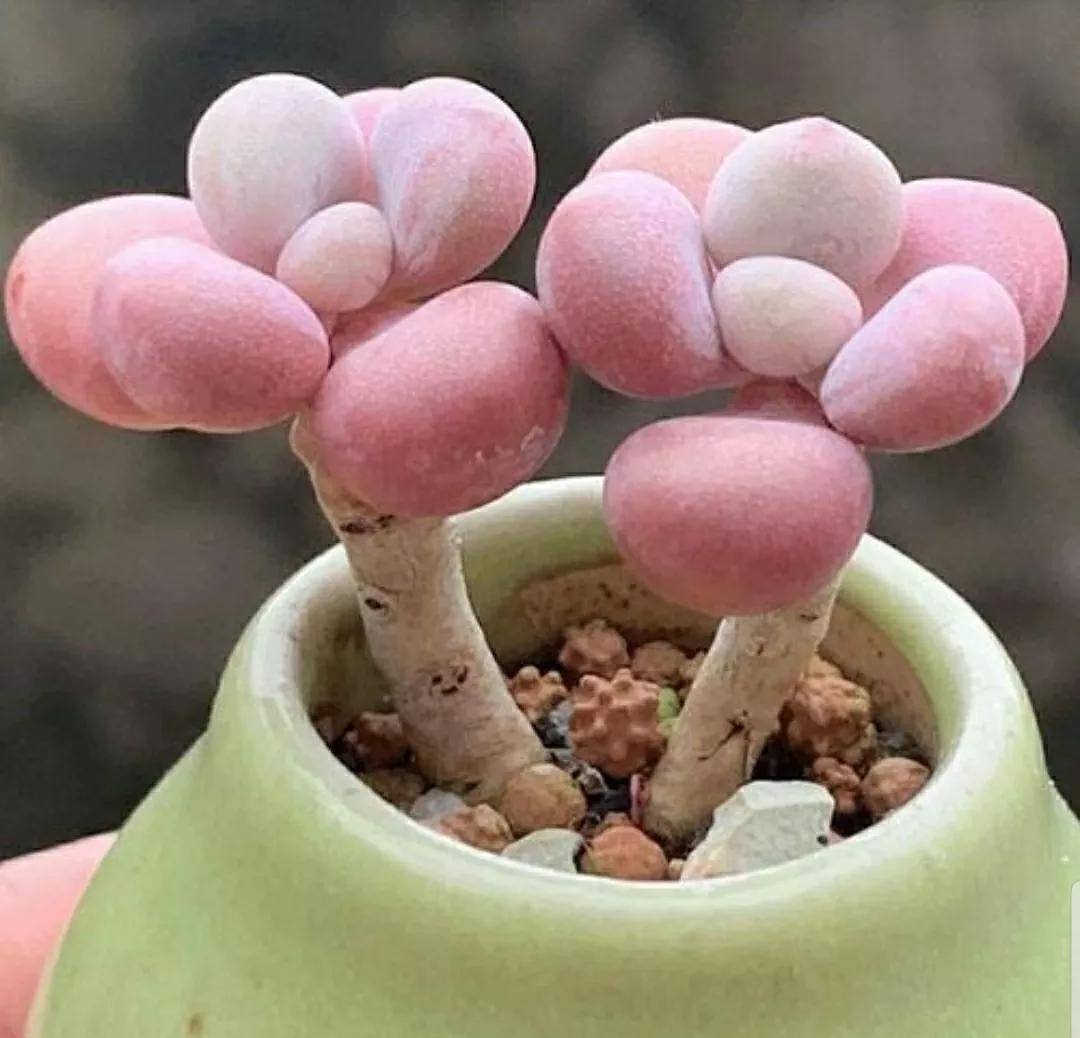 多肉開花需要剪掉嗎_開花剪掉多肉需要剪枝嗎_多肉開花剪下來可以種嗎