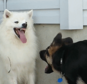 十種脾氣最好的狗_脾氣有點狗是什么意思_好脾氣的狗